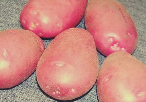 Красный сорт картофеля название и фото Ранний картофель - AgroXXI