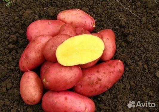 Красный сорт картофеля название и фото продам картофель мелкий - Авито Объявления в Пермском крае: купить вещь, выбрать