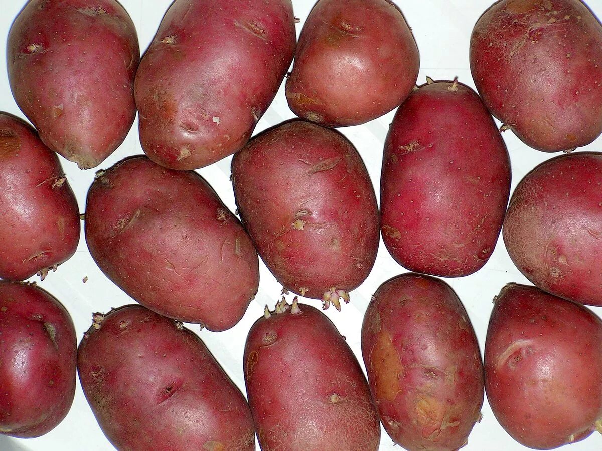 Красный сорт картофеля название и фото Файл:Solanum tuberosum Rosalind20100329 02.jpg - Википедия
