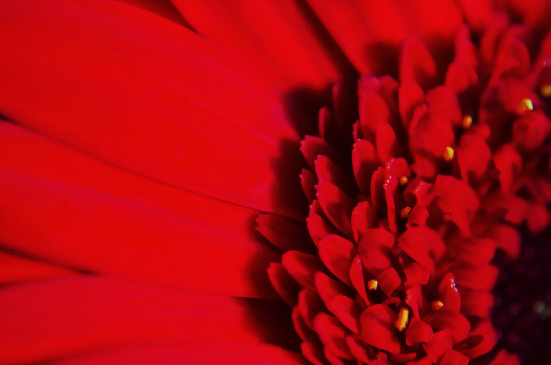 Красный цвет фото Free photo: Red Flower Macro - Close, Flower, Garden - Free Download - Jooinn