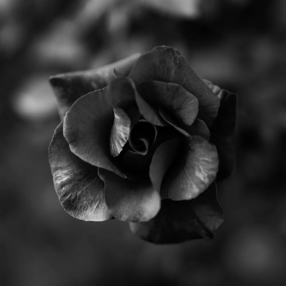 Красный цвет на черно белом фото Black&White ST BLISS слушать онлайн на Яндекс Музыке