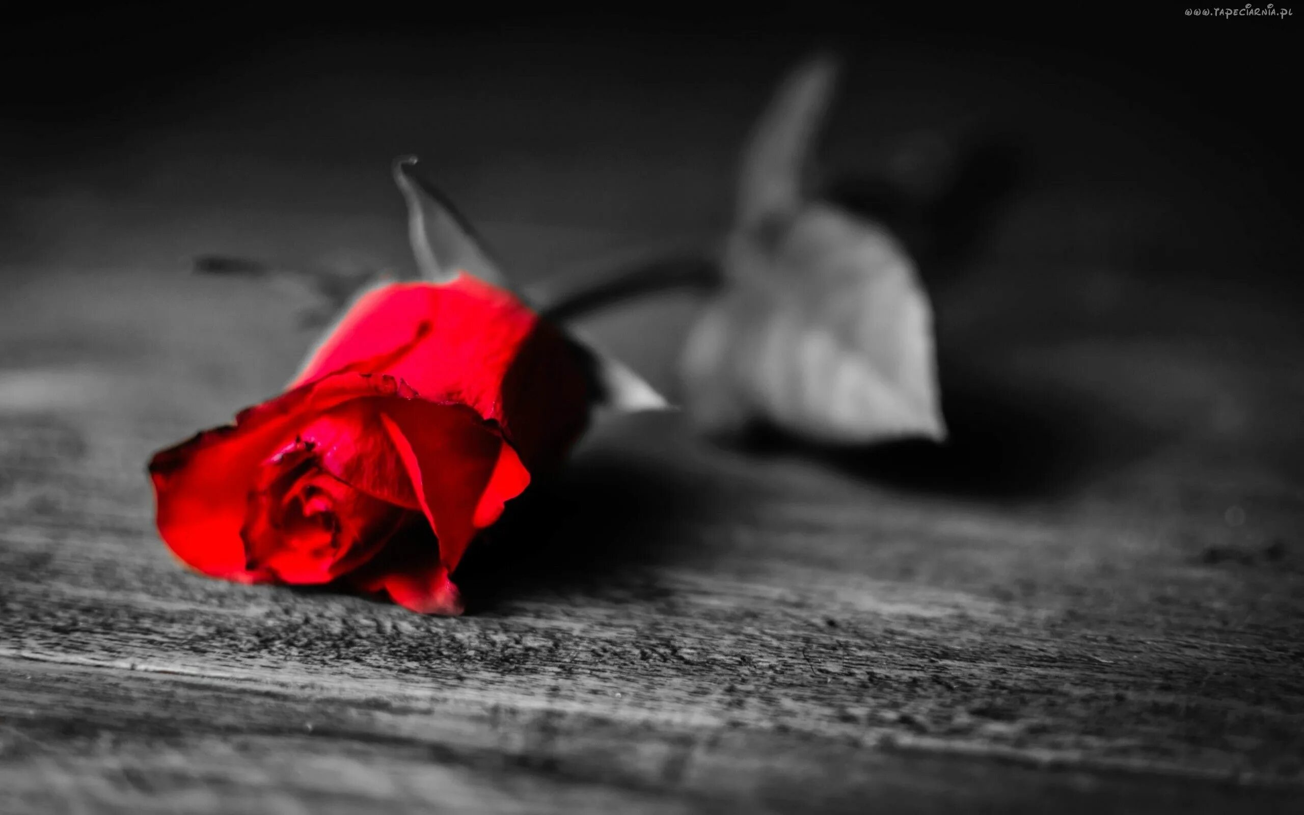 Красный цвет на черно белом фото Pin on flowers
