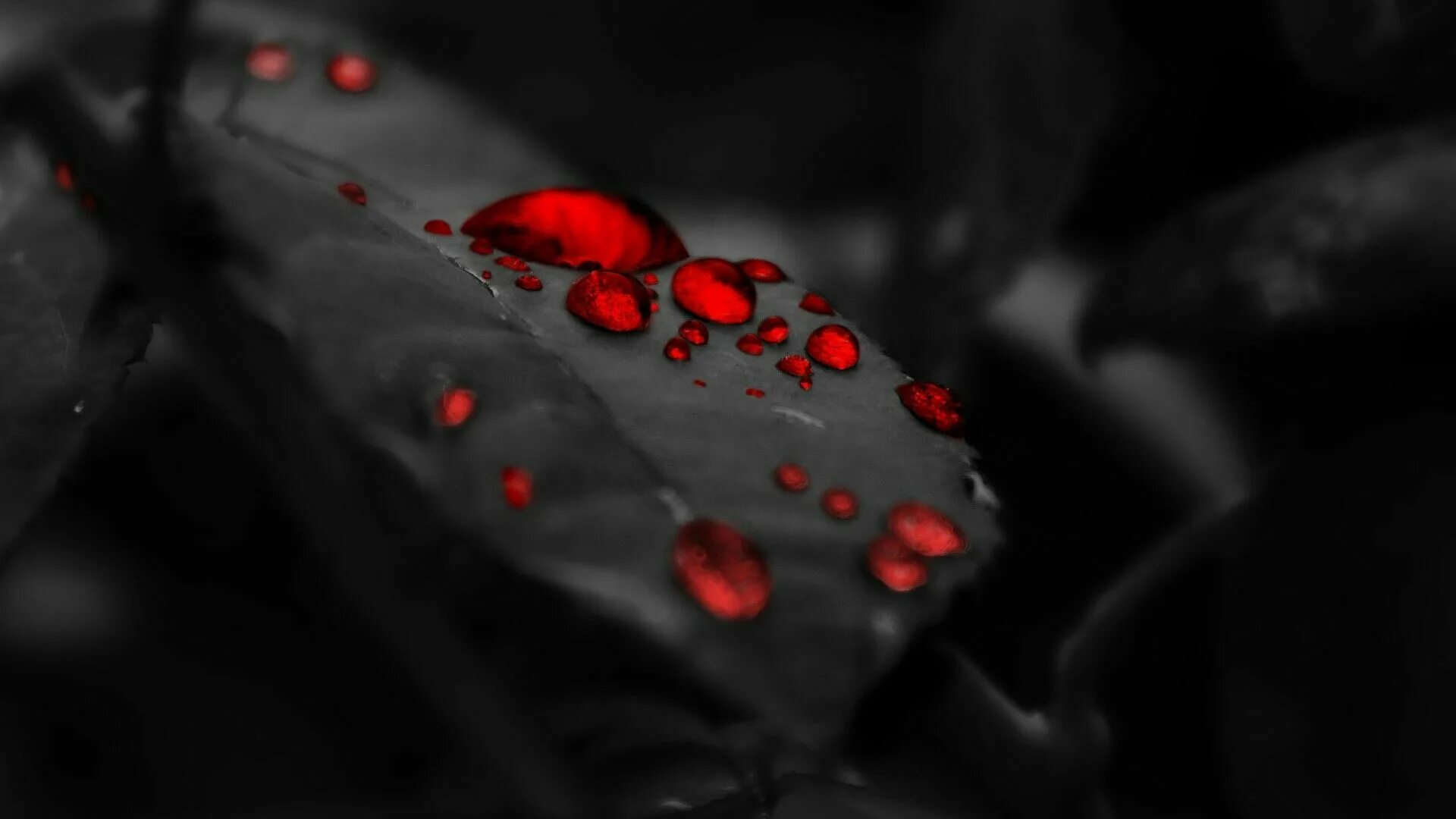 Красный цвет на черно белом фото The filtor of red and black is the best for the ediring Hintergrundbilder, Hinte