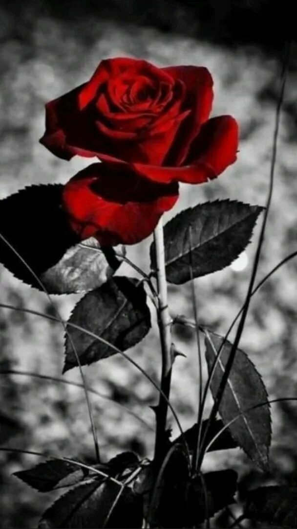 Красный цвет на черно белом фото red roses Red roses background, Beautiful flowers wallpapers, Red roses wallpape