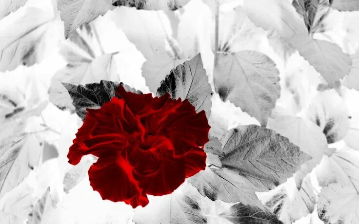 Красный цвет на черно белом фото Hibiscus Flower by Wladimir Blumenkohl Red flowers, Wallpaper nature flowers, Fl