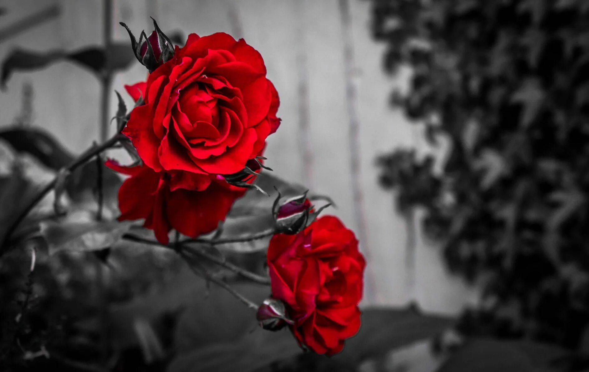 Красный цвет на черно белом фото hasan yıldız ruhensevdim... Black and white pictures, Black and white roses, Bla