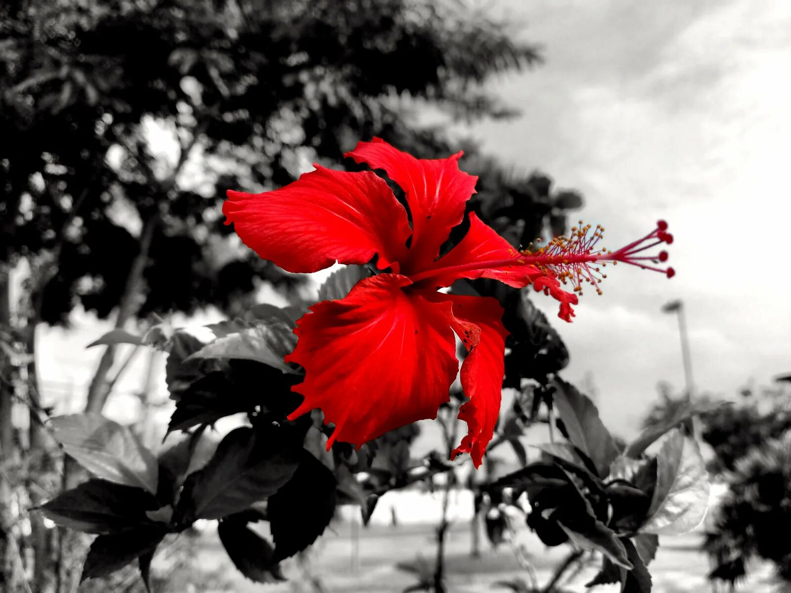 Красный цвет на черно белом фото Wallpaper : flowers, flower, flores, flor, whiteandblack, blackandwhite, black, 
