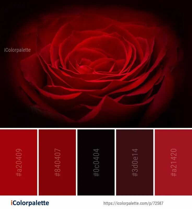 Красный цвет палитра фото Color palette theme related to close up, flora, flower, garden roses, Image, mac