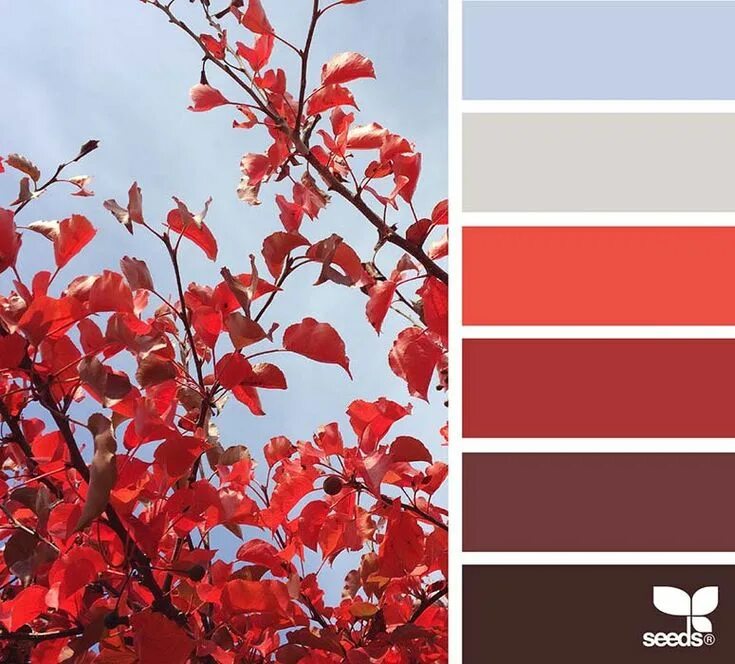 Красный цвет палитра фото Palette matrimonio rosso e azzurro Дизайн семена, Цвета дома, Палитра