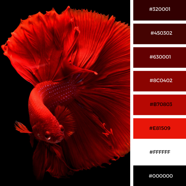 Красный цвет палитра фото The Bold Elegance of a Black and Red Color Palette & Adding White as a Counterba