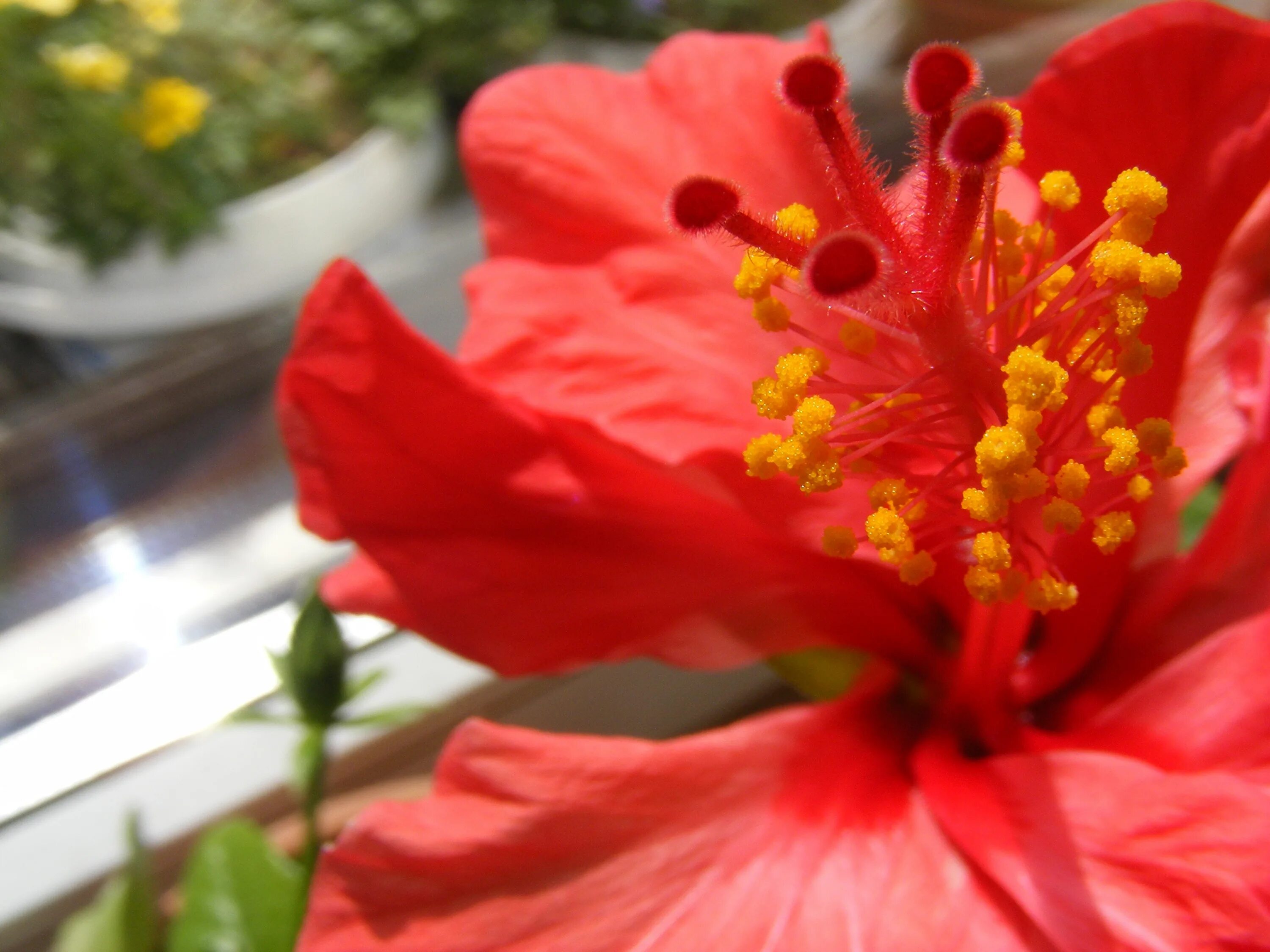 Красный цветок название и фото Free Images : blossom, flower, petal, red, flora, shrub, pistil, stamen, malvale