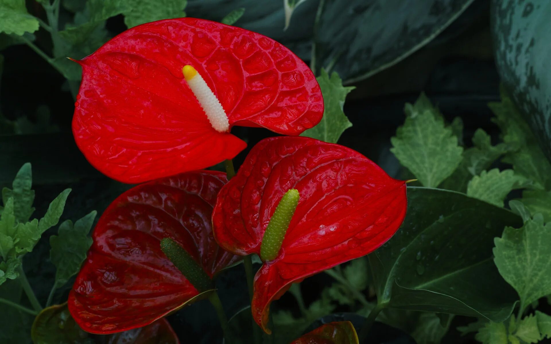 Красный цветок название и фото Download wallpaper drops, Rosa, red, Flower Flamingo, Anthurium, section flowers