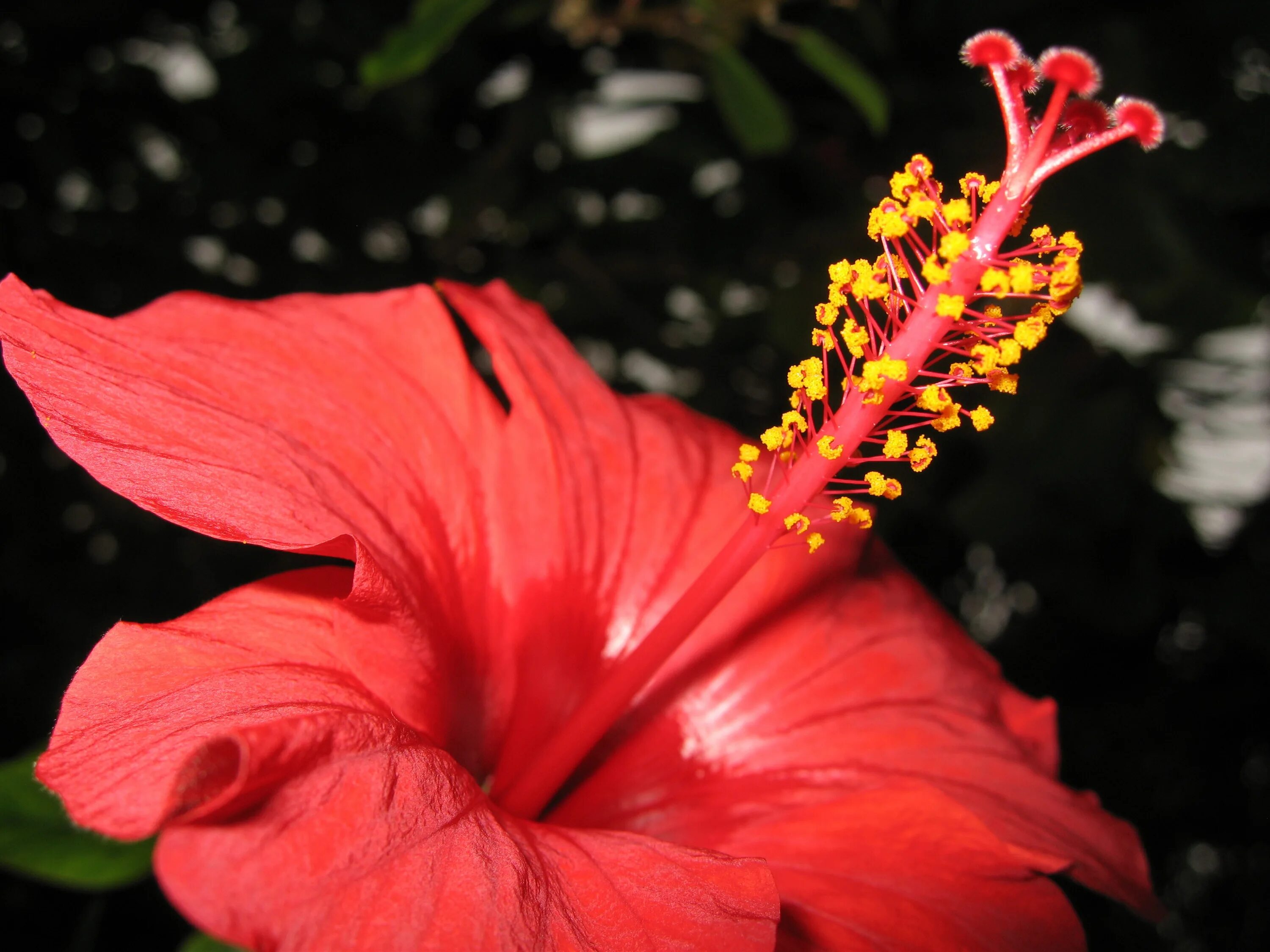 Красный цветок название и фото Free Images : blossom, leaf, petal, botany, flora, close up, red flower, shrub, 