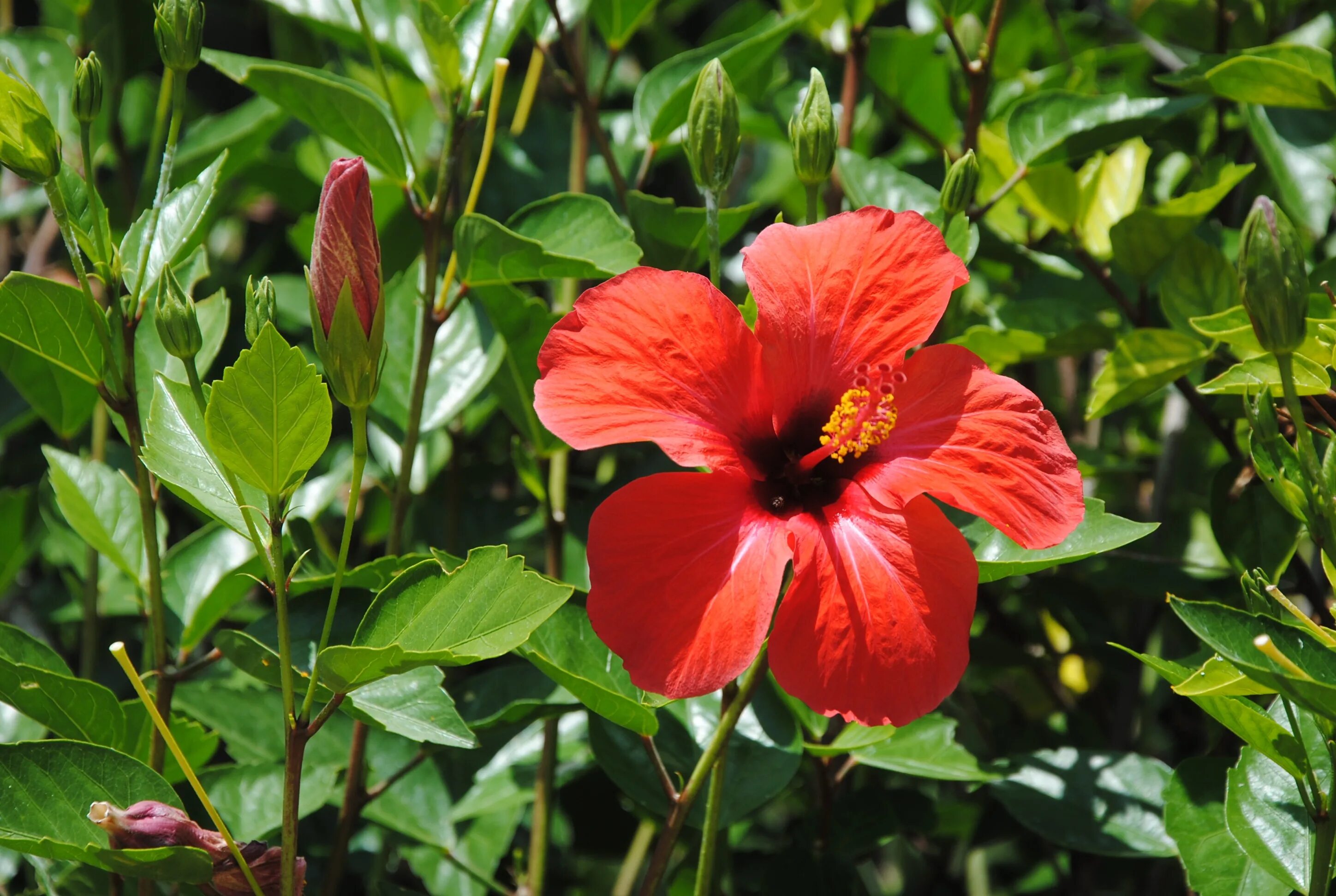 Красный цветок название и фото Free Images : botany, flora, shrub, red hibiscus, flowering plant, exotic flower
