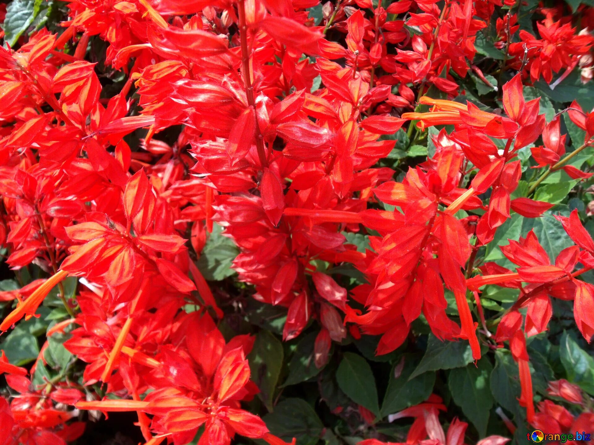 Красный цветок название и фото Red bells free image - № 14326
