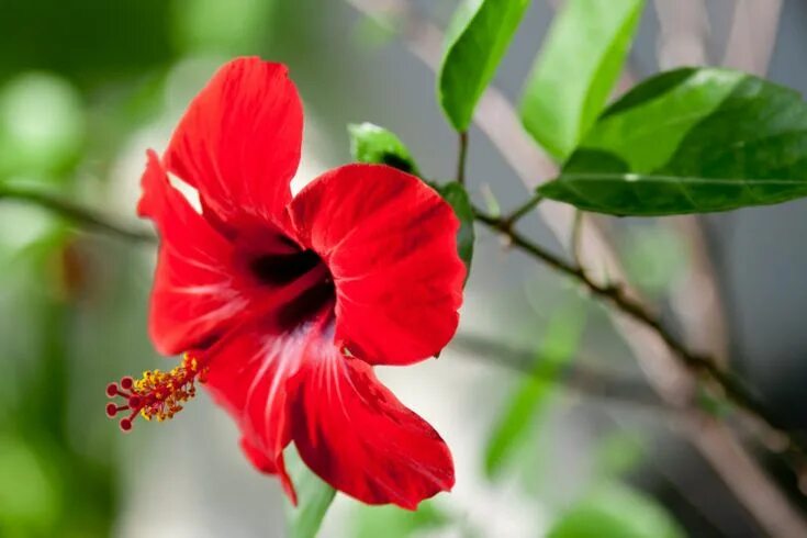 Красный цветок название и фото Em jardins em espaços confinados, varandas, terraços ou mesmo em casa, as planta