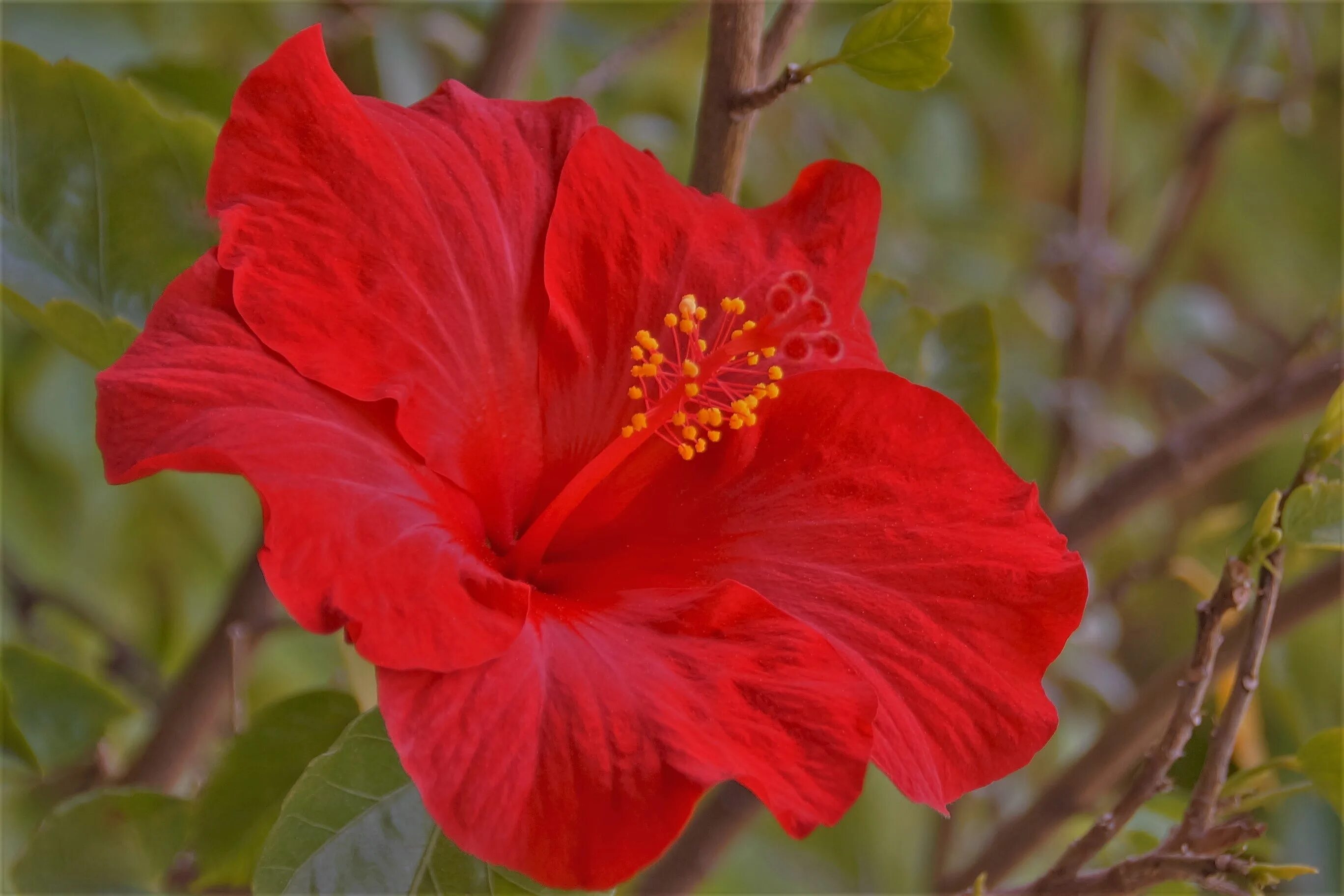 Красный цветок название и фото Free Images : petal, flora, red flower, shrub, malvales, macro photography, flow