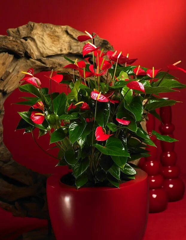 Красный цветок в горшке название и фото Tout en rouge ! #anthurium #deco #red #acmsp Fleurs, Plante