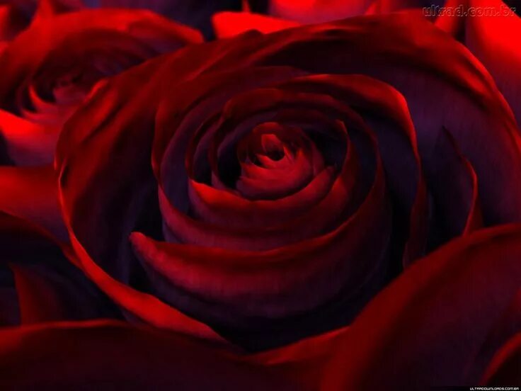 Красный тел фото imagens de rosas lindas - Pesquisa Google Red rose flower, Red roses, Rose wallp