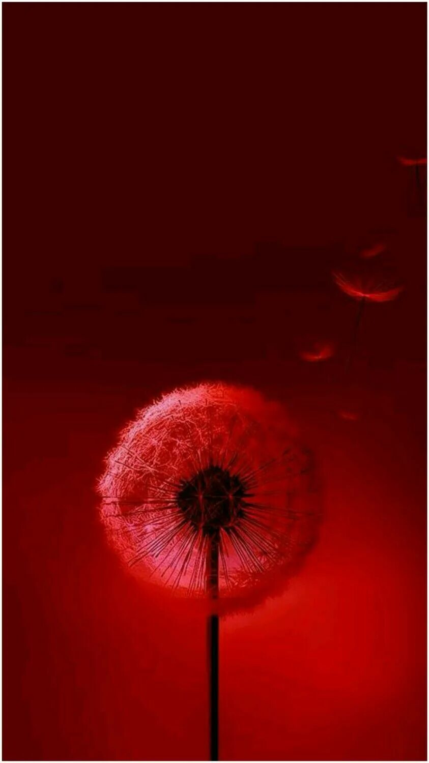 Красный тел фото Pin on Red Red wallpaper, Red aesthetic, Red pictures