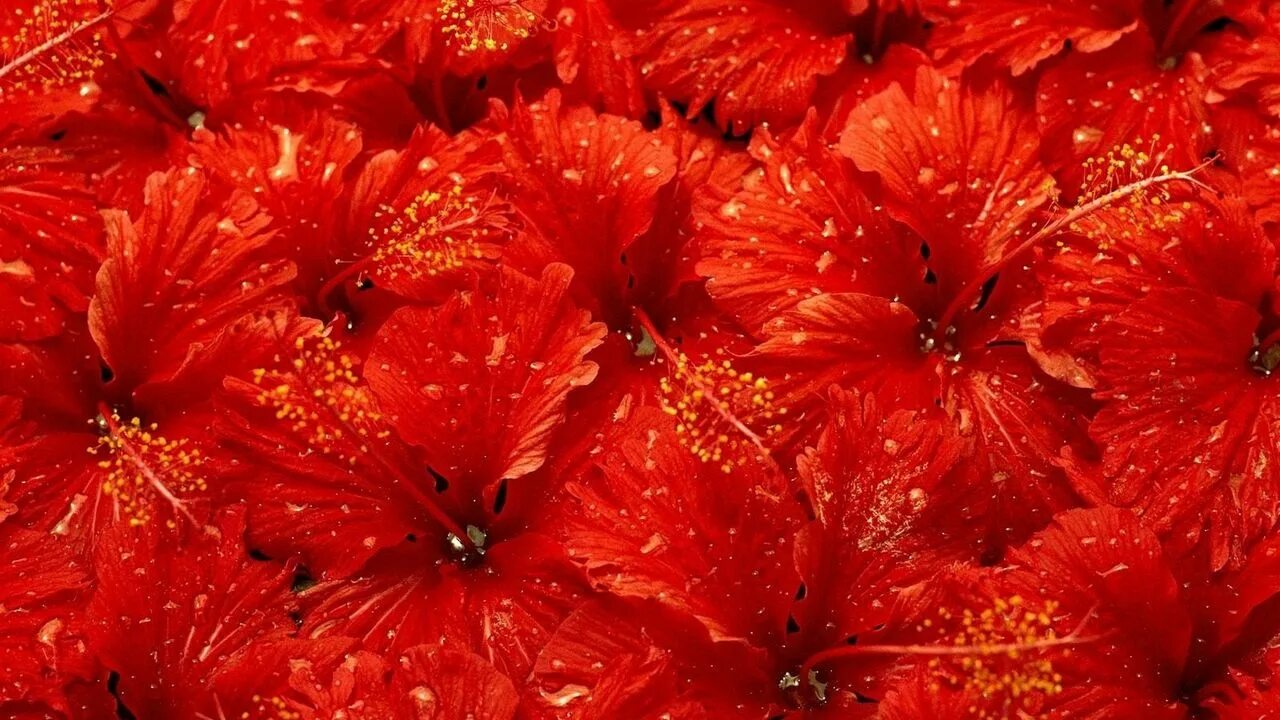 Красный тел фото Wallpaper flowers, much, drops, red hd, picture, image