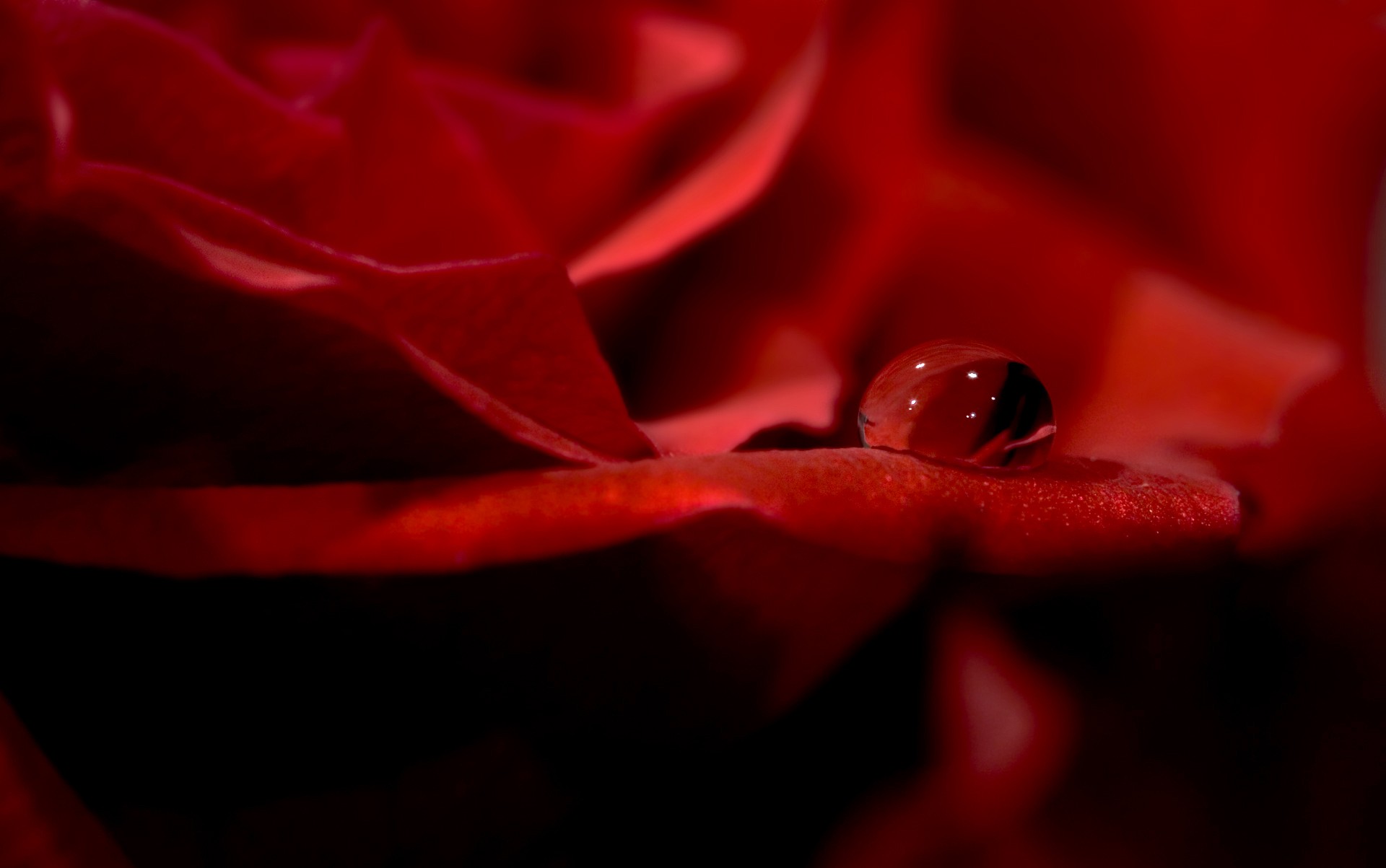 Красный тел фото Wallpaper : model, red, plants, water drops, closeup, pink, flower, darkness, pe