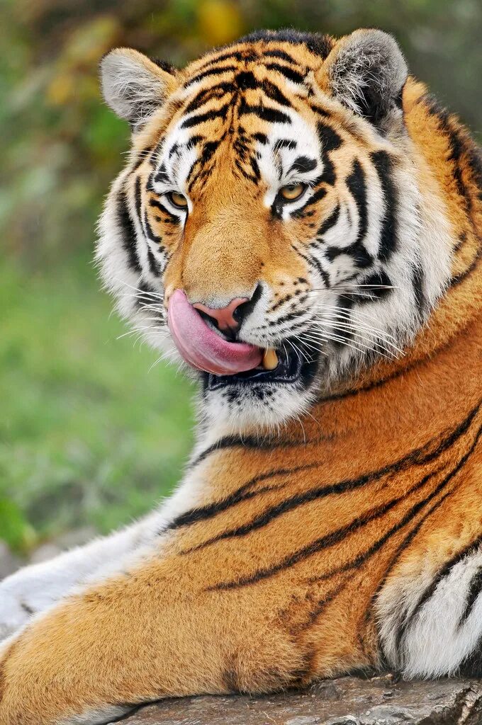 Красный тигр фото Tiger with tongue out Portrait of one of the tigers from t. Flickr