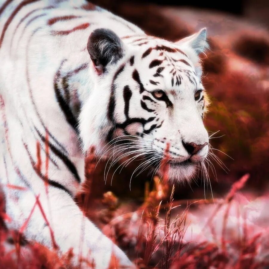 Красный тигр фото White Tiger - YouTube