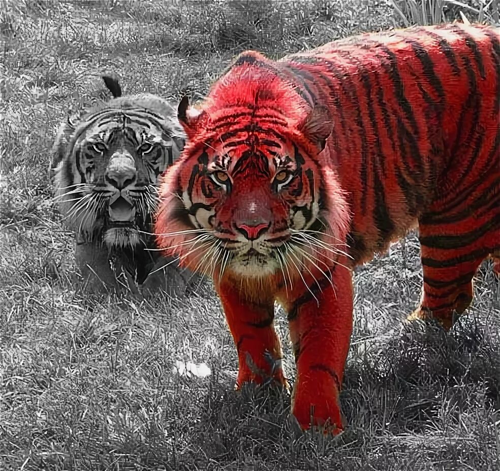 Красный тигр фото Red Tiger by almightyTorso on DeviantArt Pet tiger, Tiger, Animals