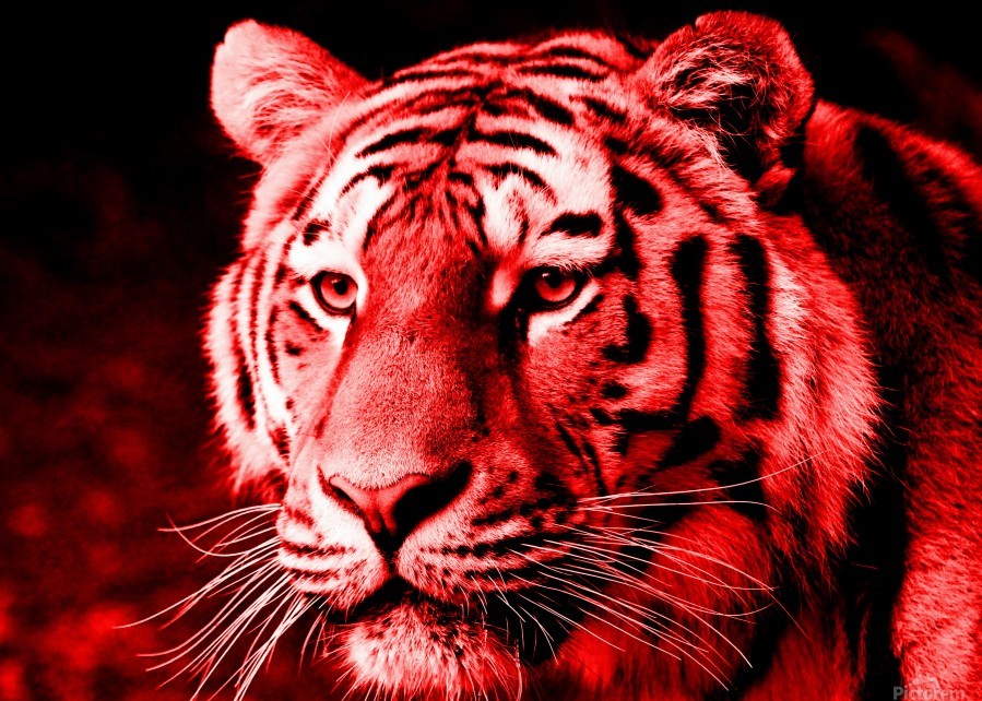 Красный тигр фото déchet Défavorable culte pop tiger Fougère Dix stratégie