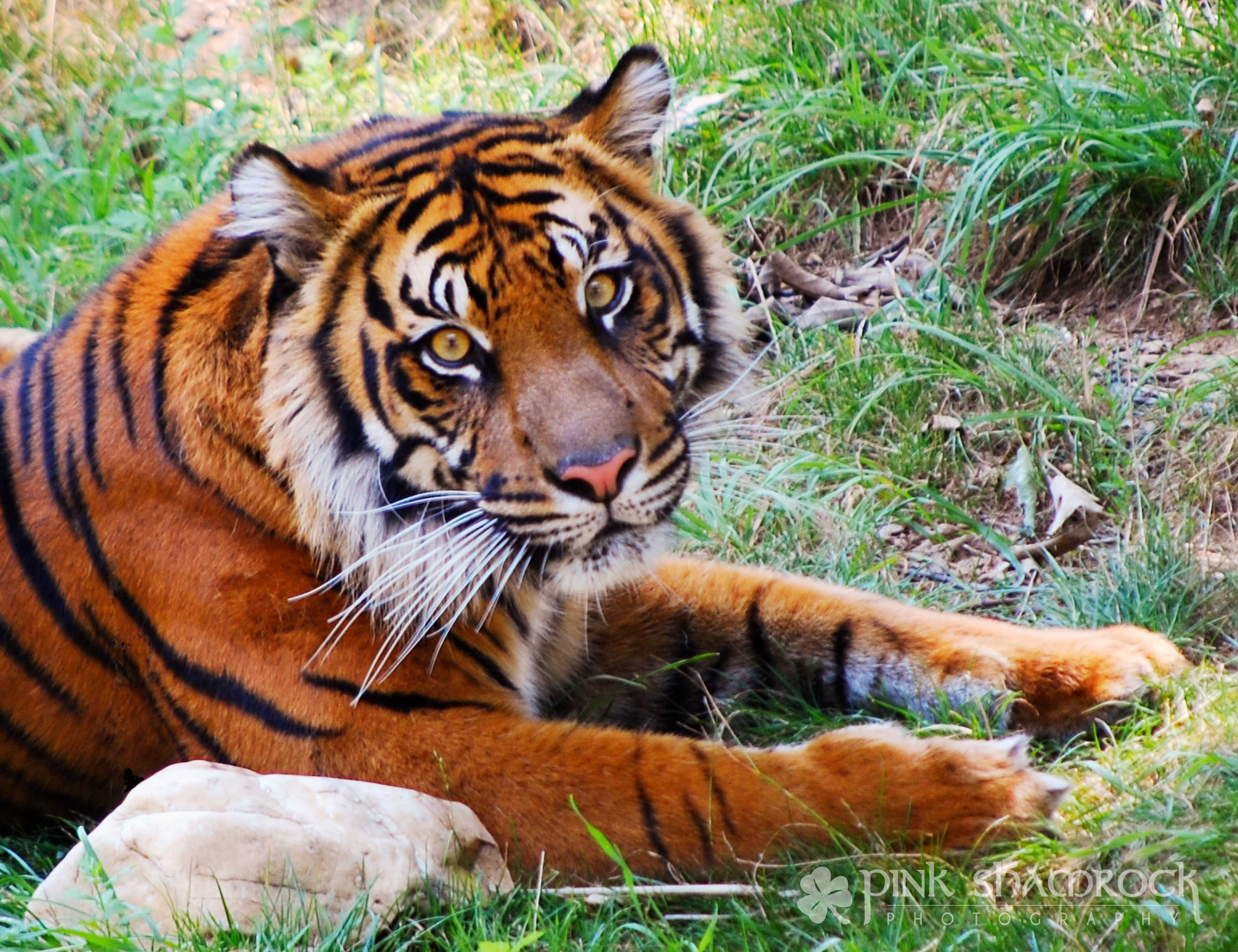 Красный тигр фото Lions and Tigers and Bears, Oh My! Pink Shamrock Photography