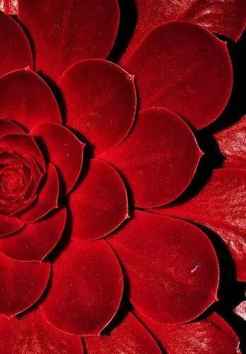 Красный тон фото 10 популярных идей на тему "red mood board" для вдохновения