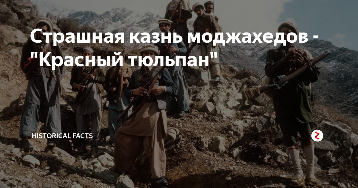Красный тюльпан афганистан фото Красный Тюльпан Афганистан Фото - Karevaphoto.ru
