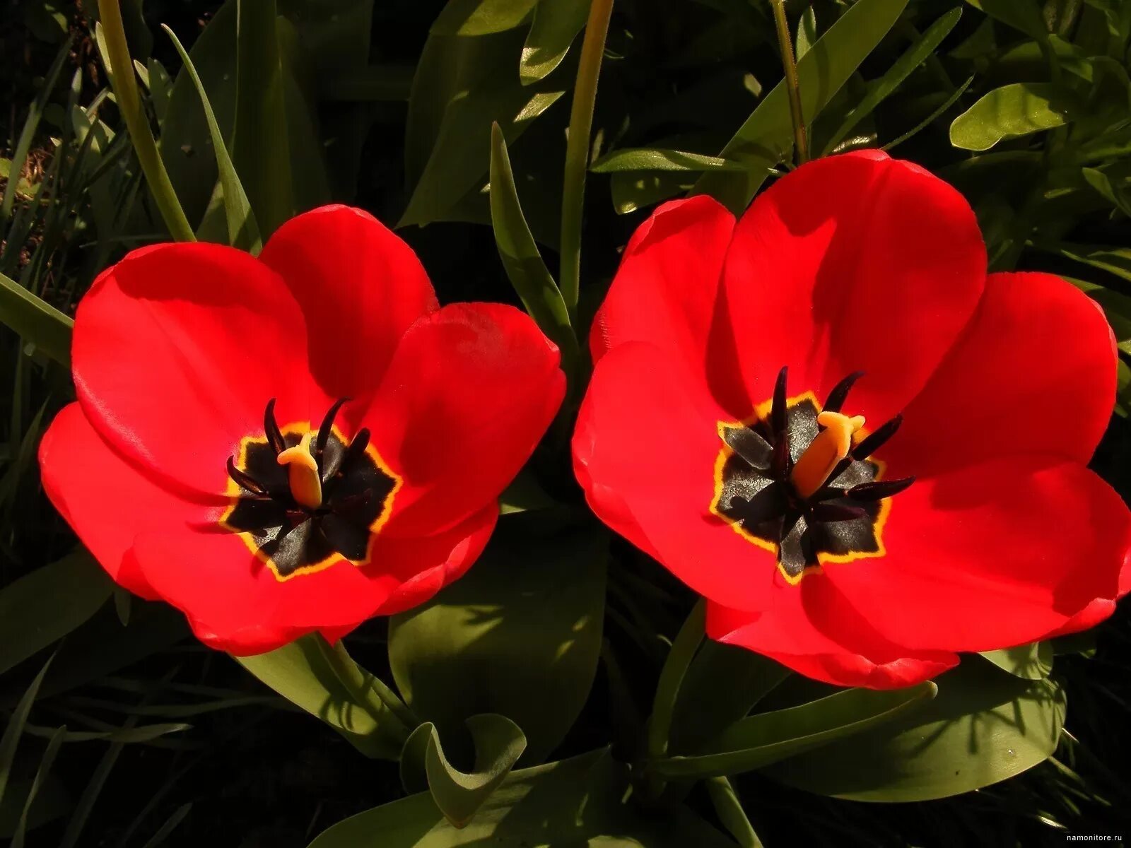 Красный тюльпан фото на человеке Scarlet tulips, flowers, red, tulips x - Wallpapers, photografies, photo-wallpap
