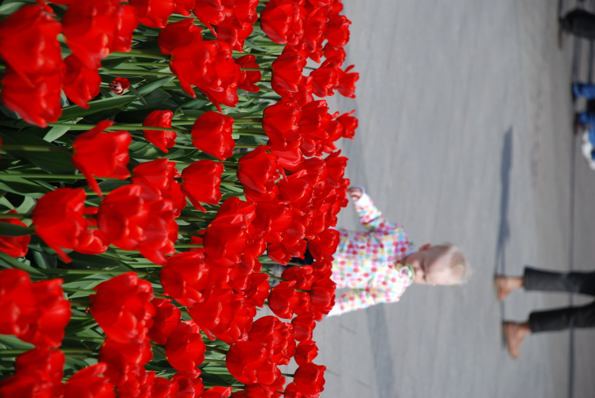 Красный тюльпан фото на человеке Free Images : flower, petal, kid, tulip, spring, red, nikon, kids, boys, moscow,