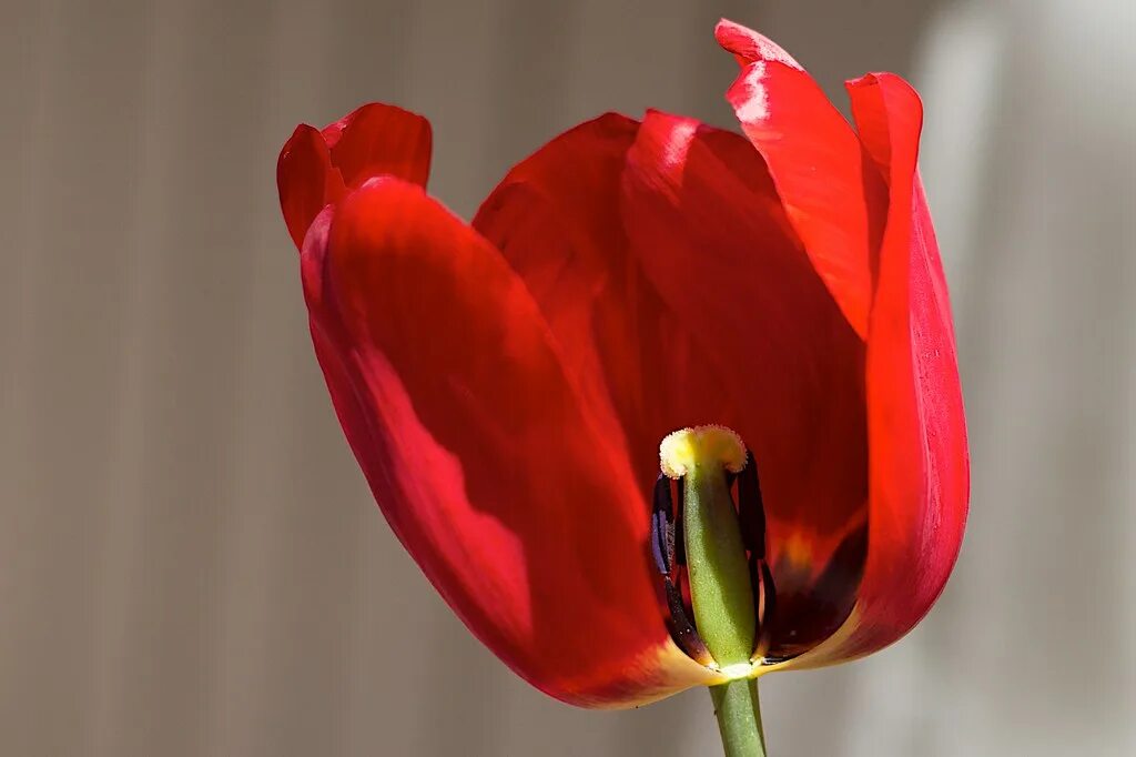 Красный тюльпан фото на человеке Tulip Cross Section Tulip Cross Section Alan Levine Flickr