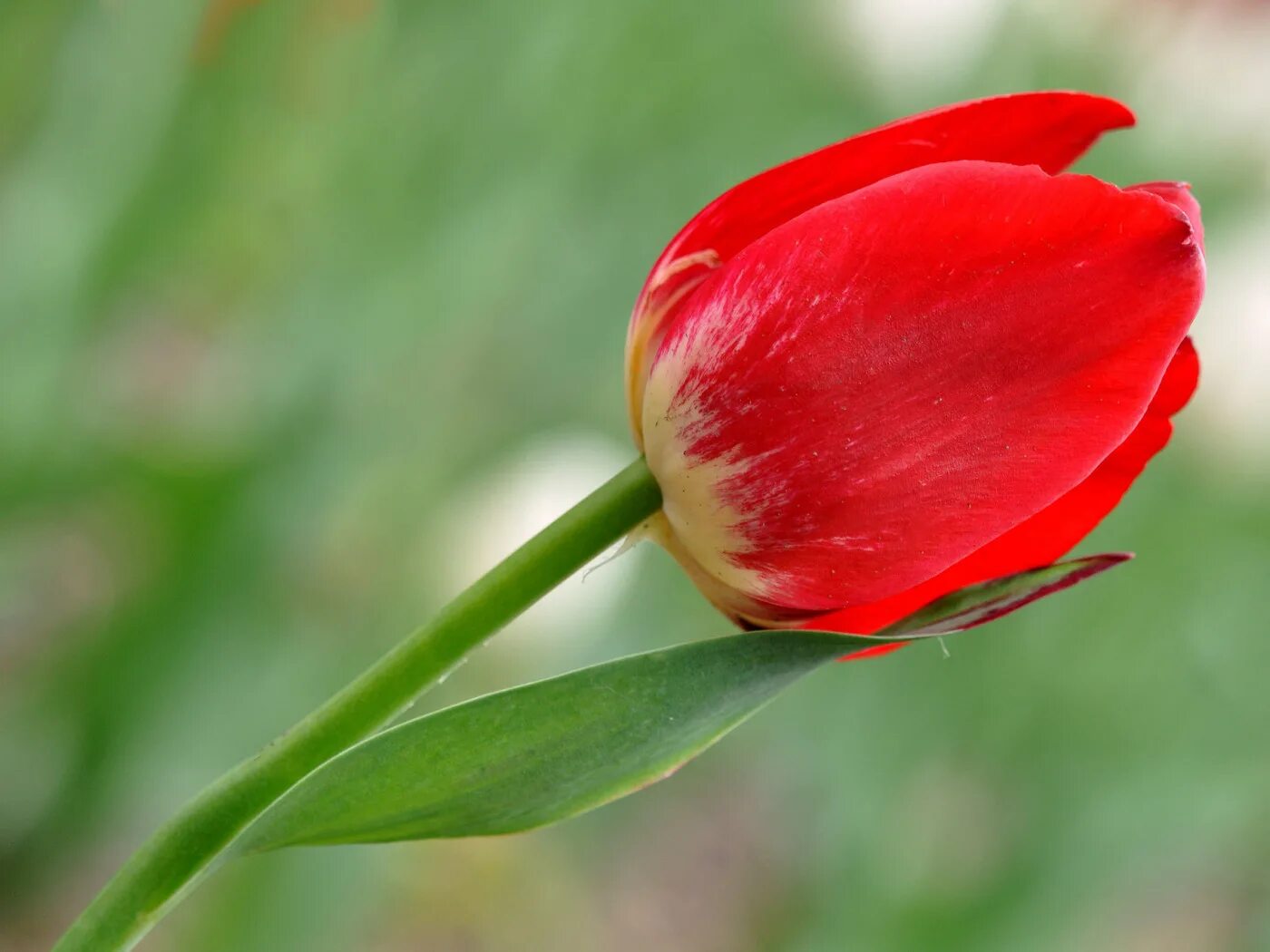 Красный тюльпан фото на человеке Download wallpaper leaves, macro, Tulip, petals, stem, section flowers in resolu