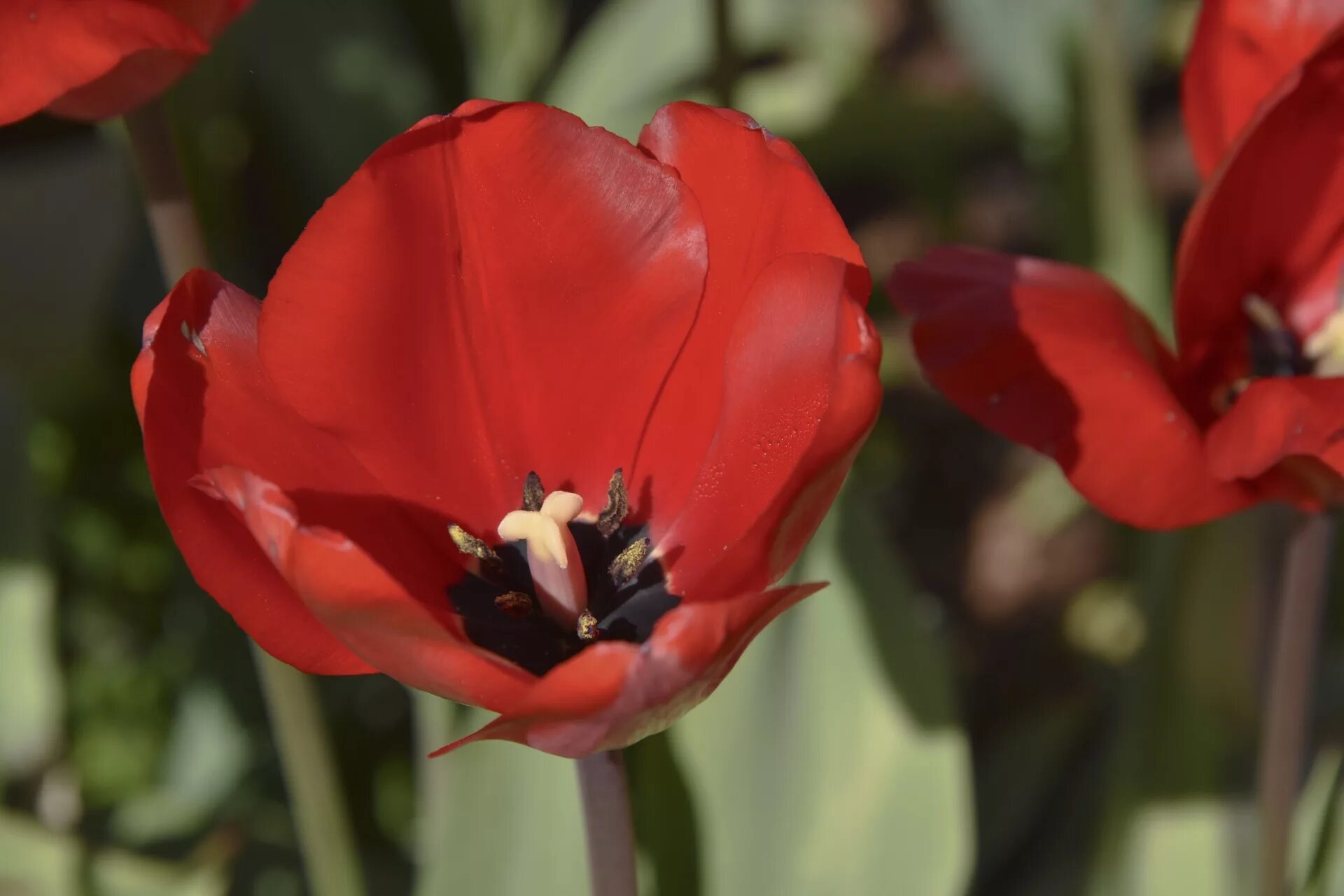 Красный тюльпан фото на человеке Tulip,flower,open,large petal,red color - free image from needpix.com