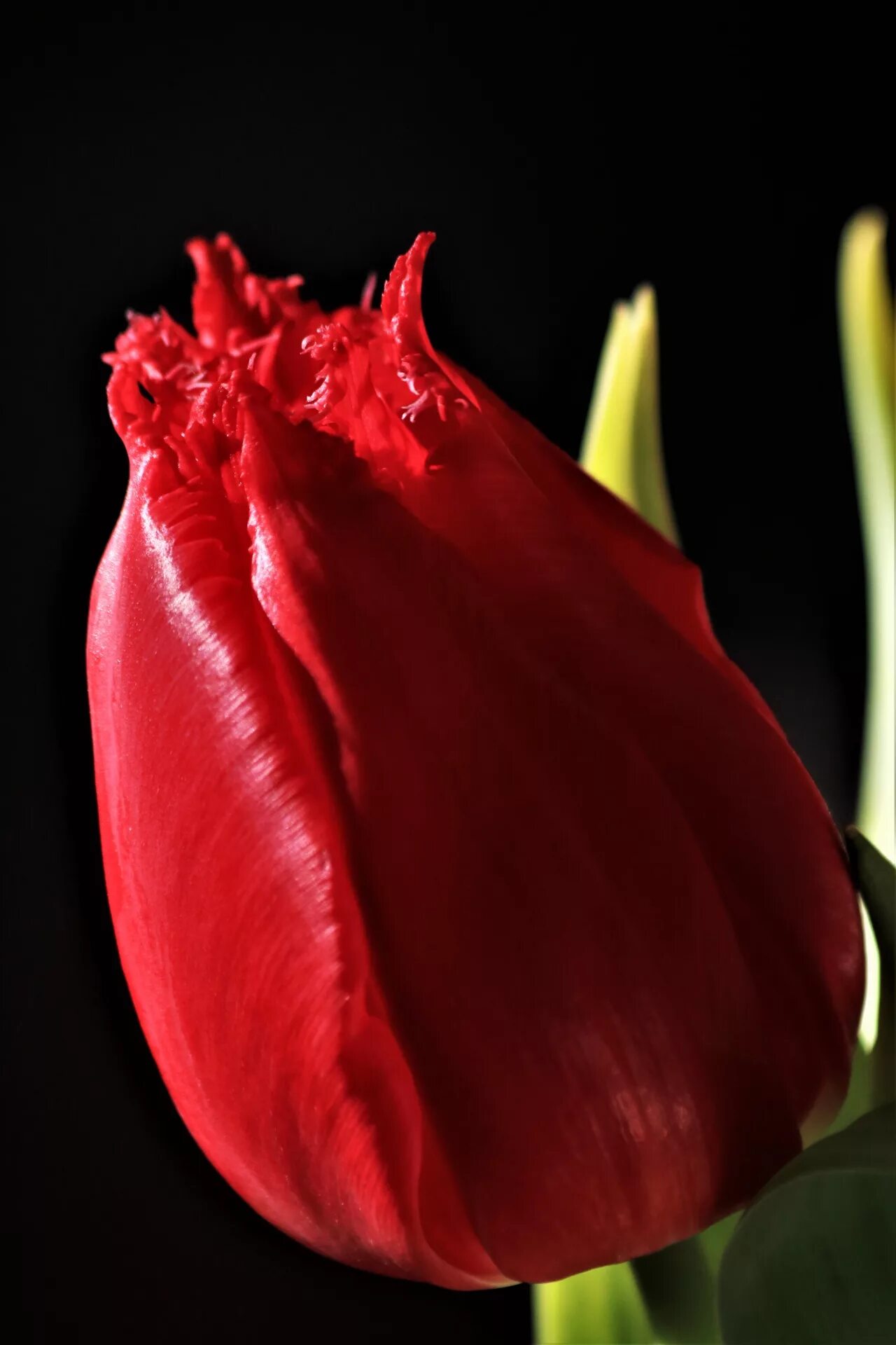 Красный тюльпан фото на человеке Download free photo of Nature,plants,flower,red flower,spring flower - from need