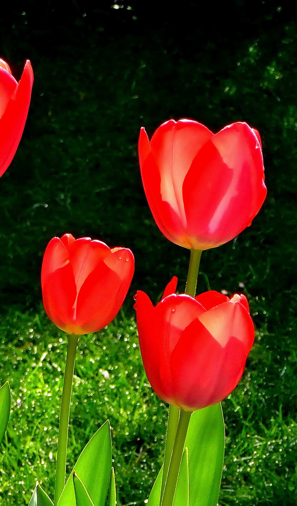 Красный тюльпан казань фото Скачать обои Весна, Spring, Red tulips, Красные тюльпаны, раздел цветы в разреше