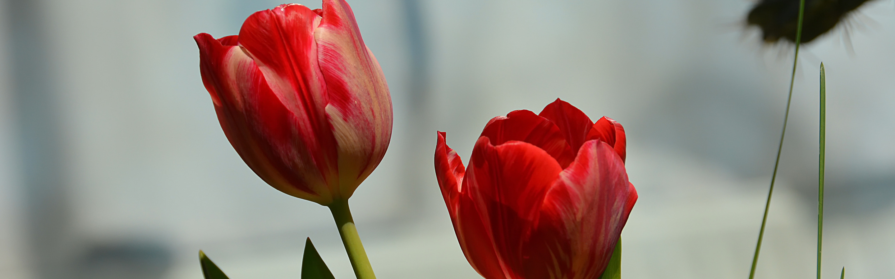 Красный тюльпан казань фото Скачать обои Весна, Spring, Red tulips, Красные тюльпаны, раздел цветы в разреше
