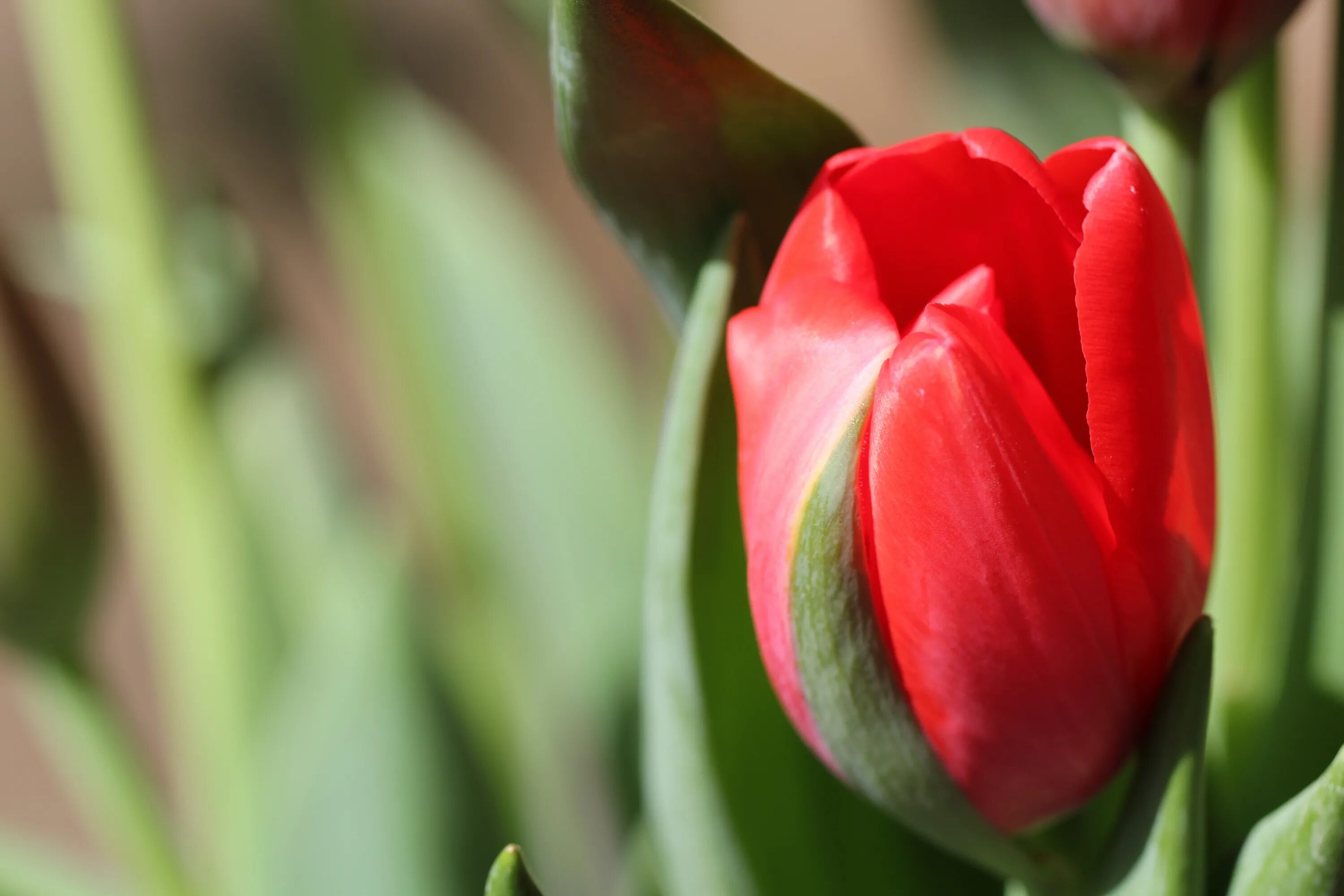 Красный тюльпан казань фото Red tulip on a background of blurry green leaves free image download
