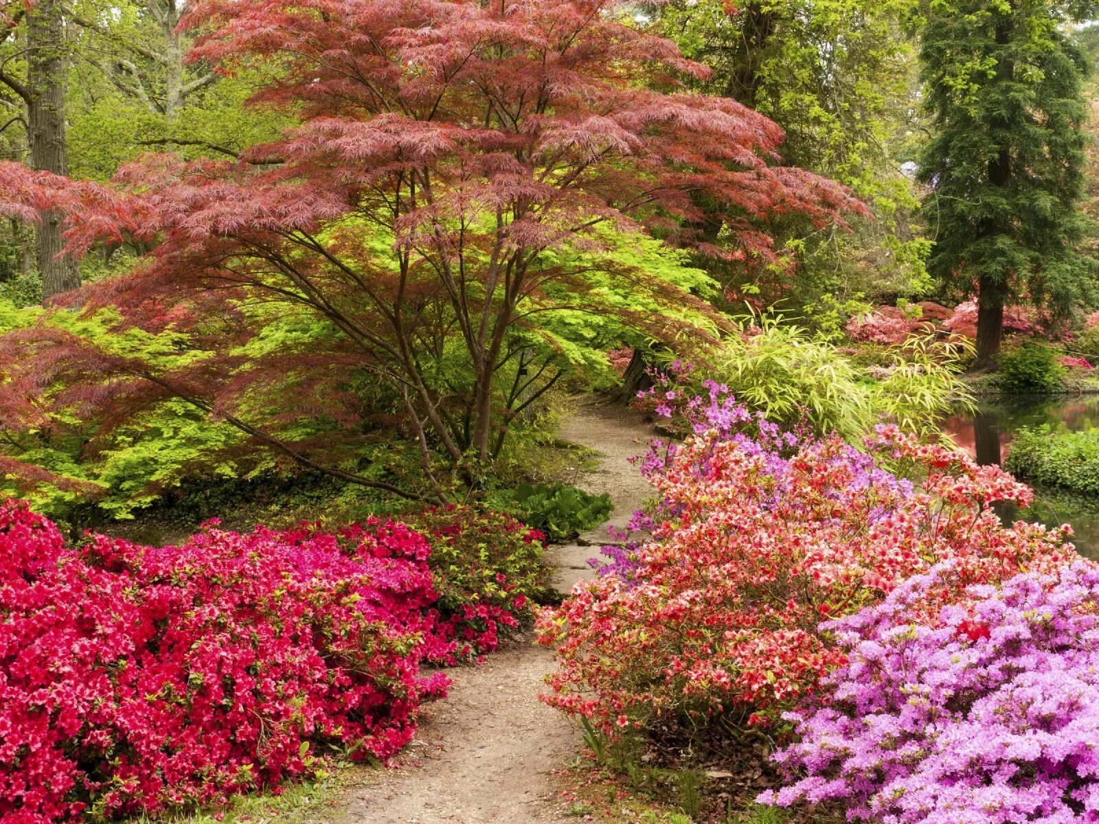 Красный в ландшафтном дизайне Understory Planting Tips: Information On Using Understory Plants In The Garden U