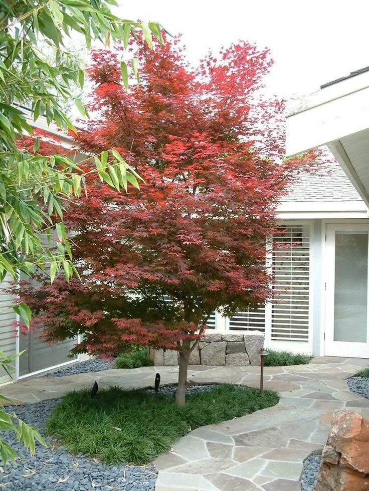 Красный в ландшафтном дизайне Japanese Maple Focal Point Trees for front yard, Japanese garden, Plants