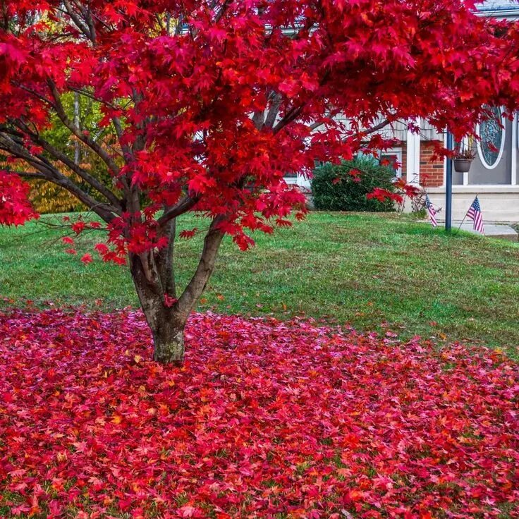 Красный в ландшафтном дизайне The Living Urn ® ships now; 2-4' Premium Japanese Red Maple Tree will ship separ