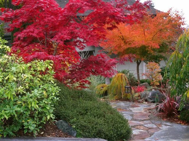 Красный в ландшафтном дизайне My Travels: Planting With a Mind for Autumn Garten design, Garten, Design