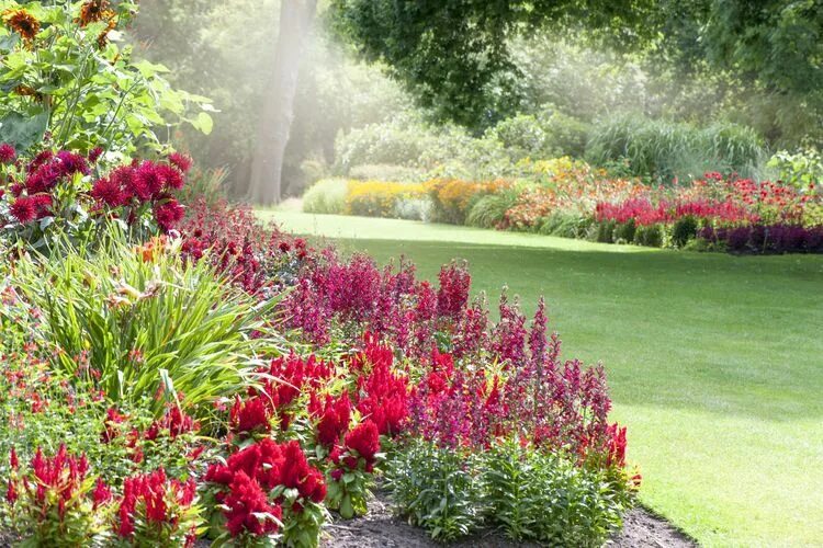Красный в ландшафтном дизайне 10 Easy-to-Grow Perennials for Northeast Gardens Flowers perennials, Annuals vs 