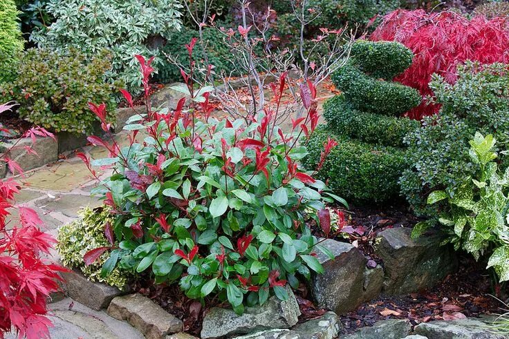 Красный в ландшафтном дизайне Juvenile red leaves Photinia × fraseri 'Red Robin' in autumn Small garden design