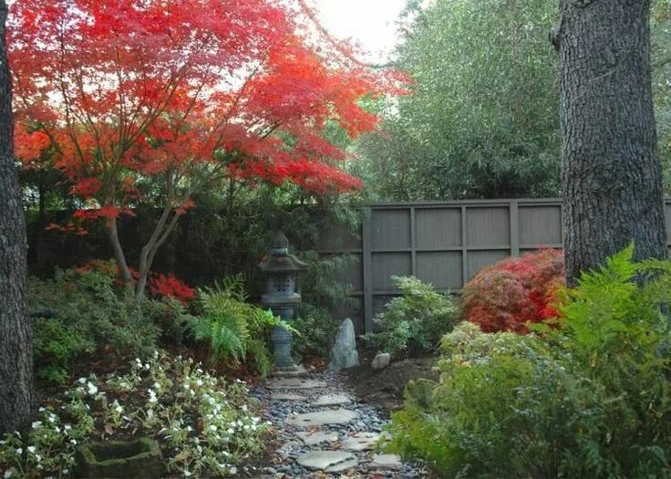 Красный в ландшафтном дизайне érable-Japon-Bloodgood-lanterne-pierre-jardin-japonais Japanese garden design, J