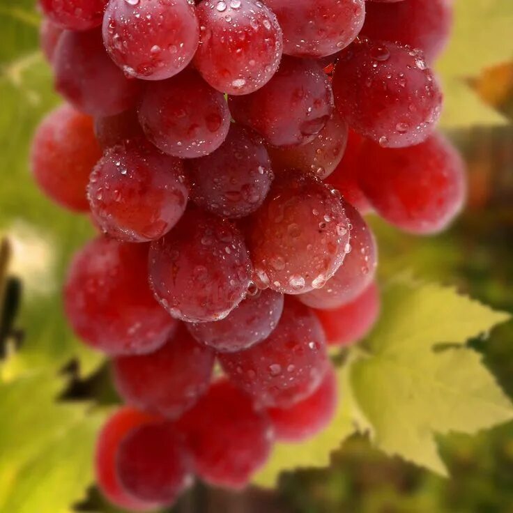 Красный виноград фото #Grapes #Photography #iPad #retina #wallpaper Grapes benefits, Grapes, Preschool
